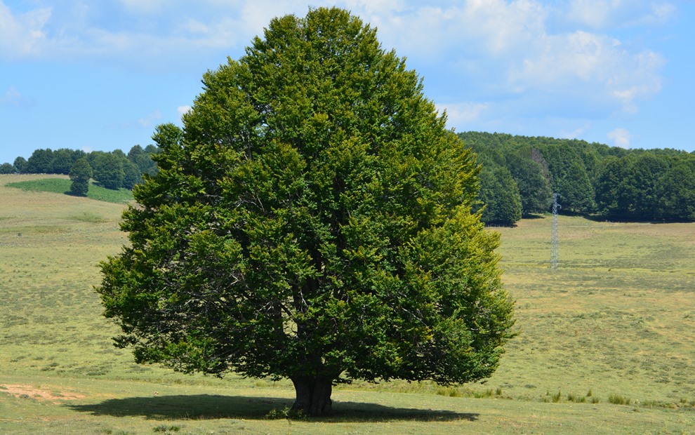 Sardegna, censiti 400 alberi monumentali. Prevalgono il Leccio e la Roverella