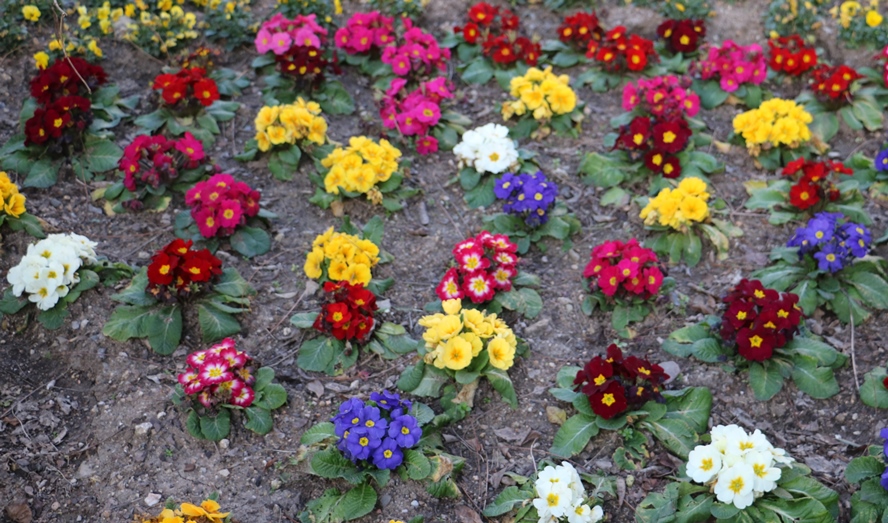 Piante e fiori, boom dell’export italiano: nel 2017 record storico di 823 miioni di euro