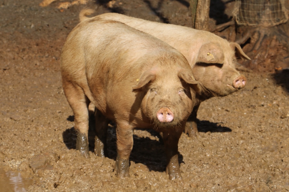 Meno maiali prodotti in Italia, più import di carni suine dall’estero. Confagricoltura: recuperare e rilanciare il settore!