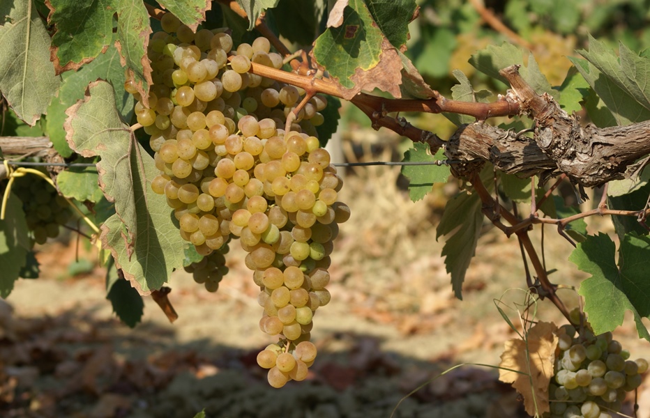 Qualità dei vini e ambiente, progetto GreenEye per una vitivinicoltura sostenibile