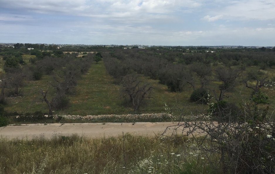 Emergenza Xylella in Puglia, Sos Cia dal Salento: l’avanzata inesorabile del contagio riguarda tutti, questione nazionale