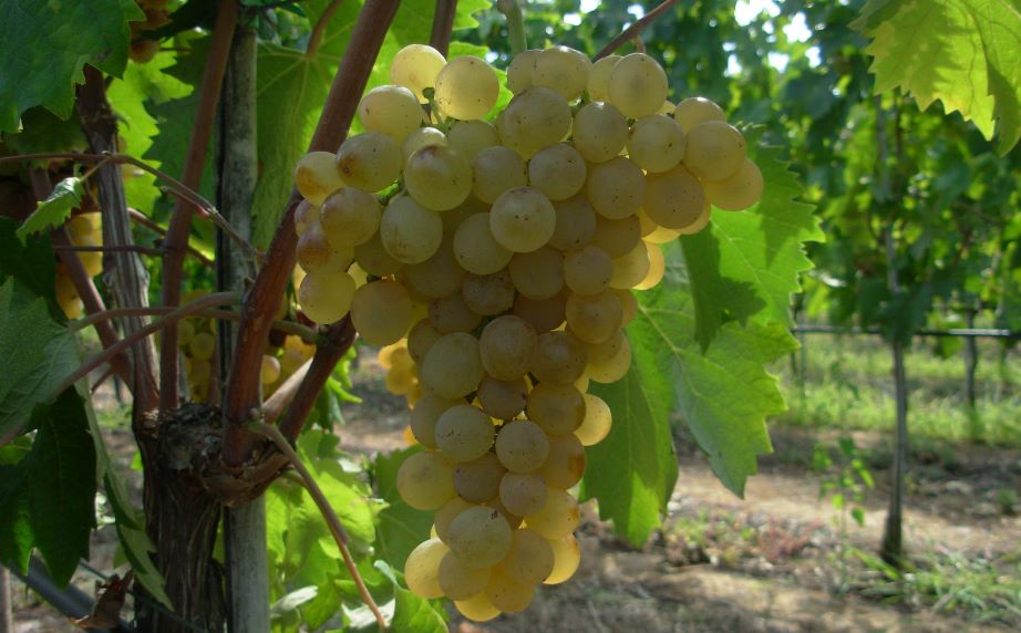 Sardegna, alla scoperta delle terre del Vermentino, lungo educational con giornalisti e blogger stranieri