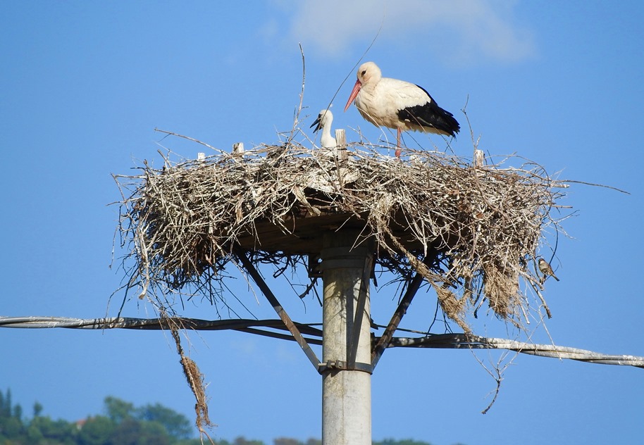 Nessuno disturbi i nidi delle Cicogne bianche, neanche per gioco! Lipu denuncia: sparita una coppia con i piccoli pulcini