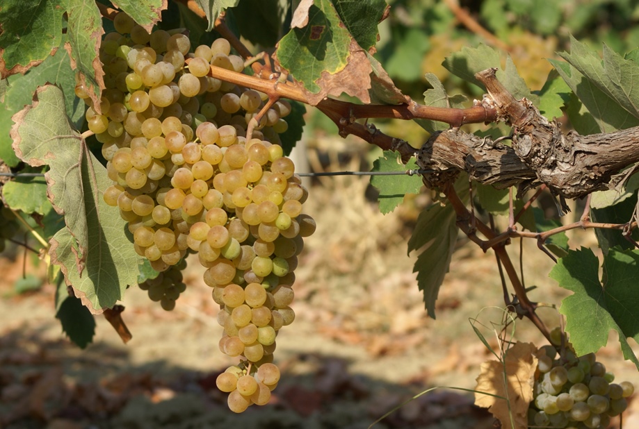 Cambiamenti climatici: entro la fine del secolo la geografia del vino potrebbe mutare. Il problema della gestione idrica