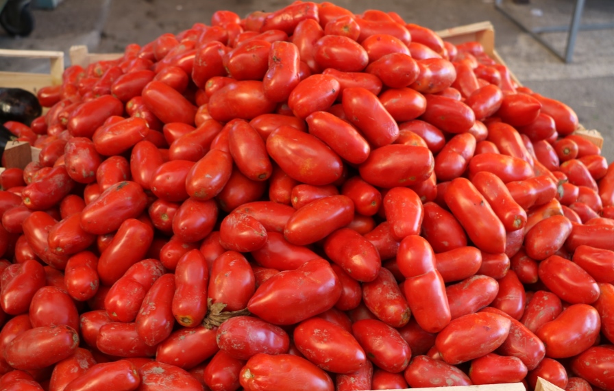 È partita la raccolta di pomodoro da salsa in Lombardia, la produzione dovrebbe superare di poco i 4,7 milioni di quintali