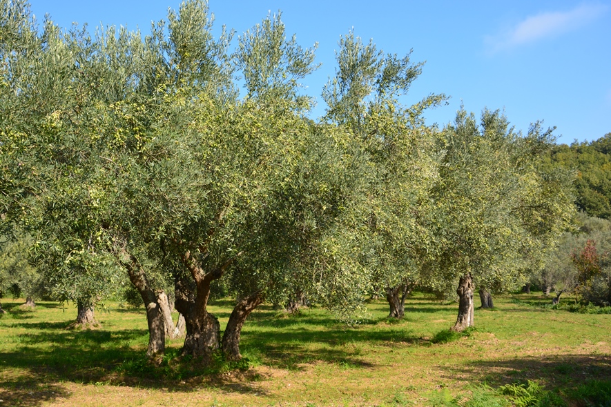 Cia: Italia, l’agricoltura biologica arriverà a fatturare fino a 7 miliardi entro il 2020