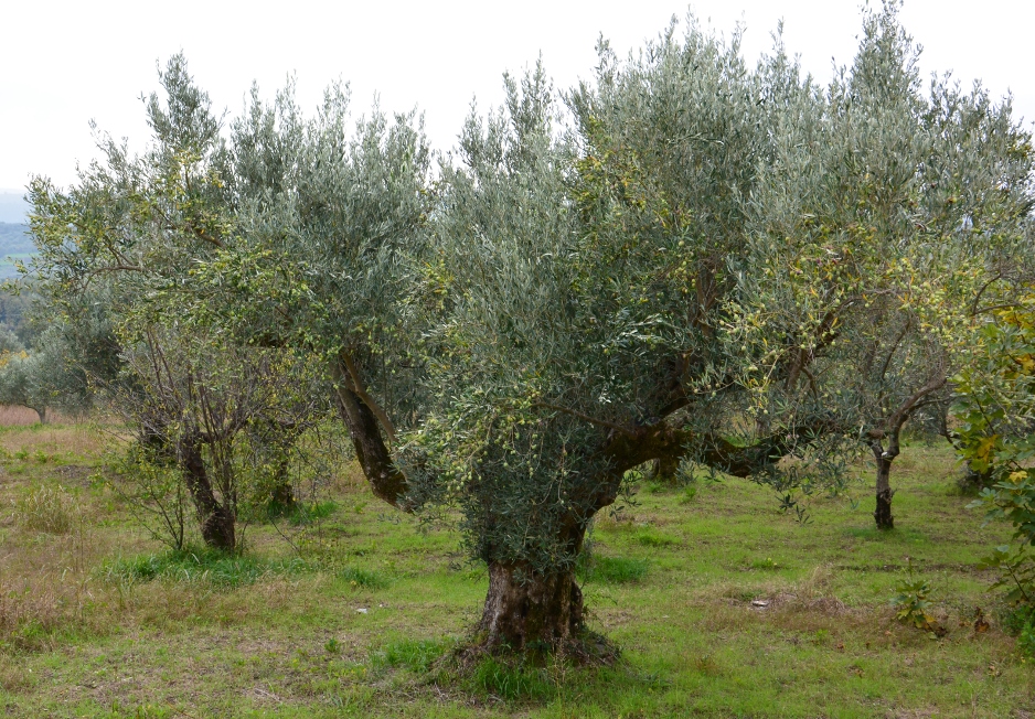 Gravi difficoltà dell’olivicoltura pugliese, Sos di Confagricoltura: il 4 gennaio gli olivicoltori scenderanno in piazza a Bari