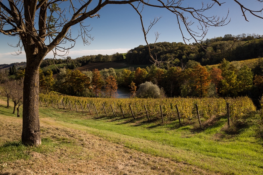 A Ozzano Taro, tra i filari di Monte delle Vigne, per immergersi nel concetto di terroir: natura, paesaggi, vini, atmosfere uniche