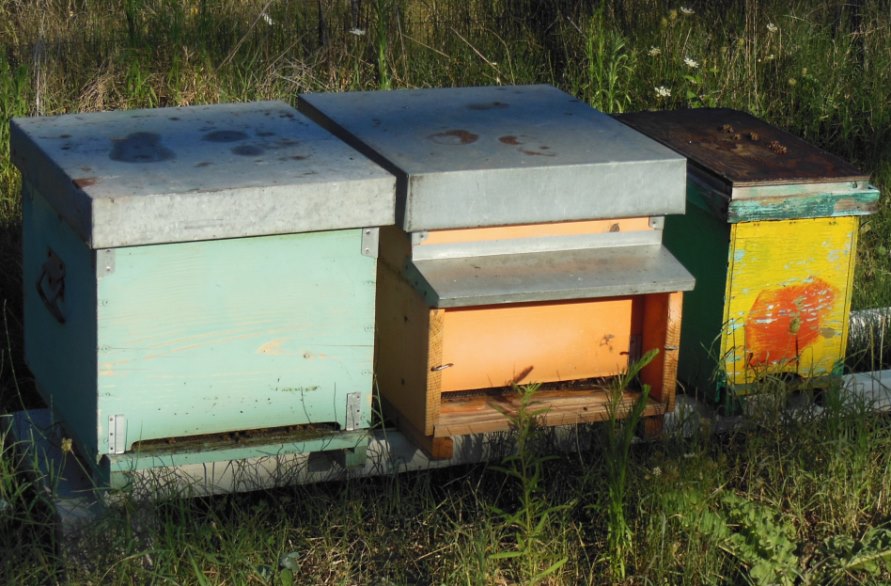 Sos Coldiretti: il caldo “brucia” la produzione di miele in Lombardia, calo medio stimato in circa il 50% rispetto al 2017