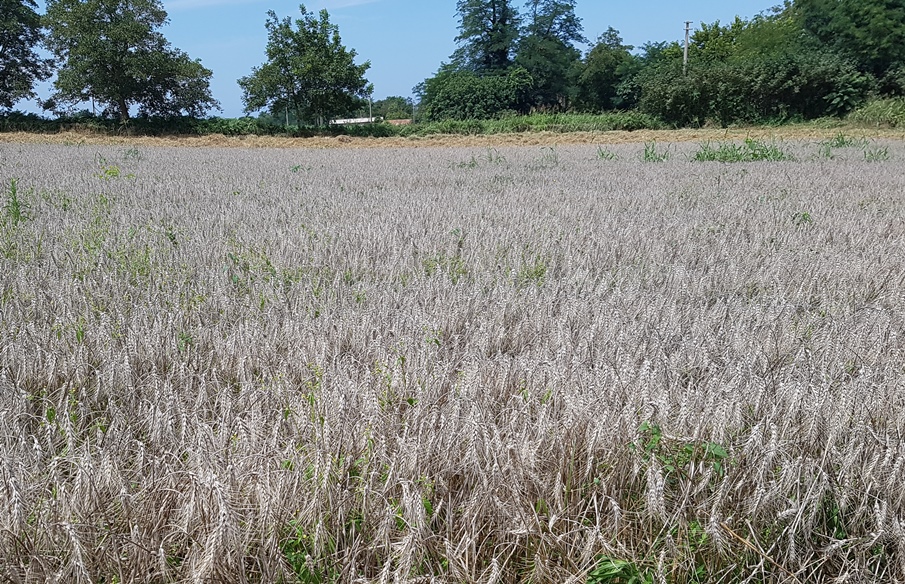 Anabio-Cia: il cambiamento climatico colpisce l’agricoltura, riduce le produzioni e mette a rischio la sicurezza alimentare e la disponibilità di acqua potabile