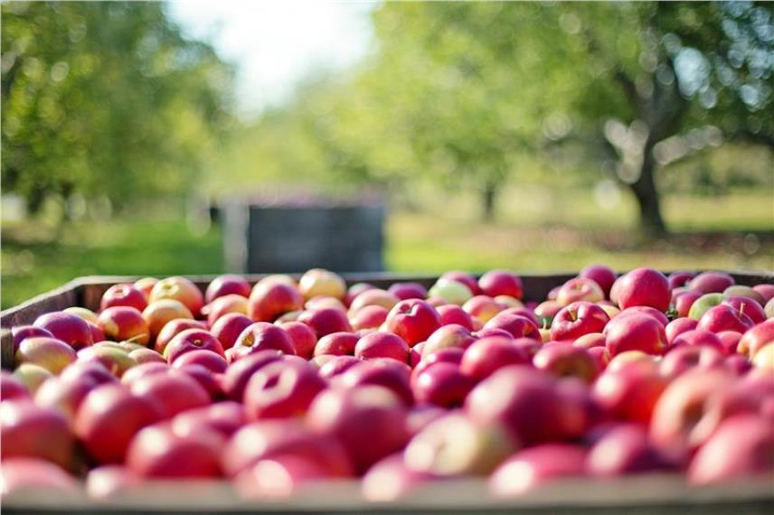 Alto Adige, dal 1951 in costante aumento la produzione di mele passate da 1.237.360 di quintali agli attuali 10.636.780