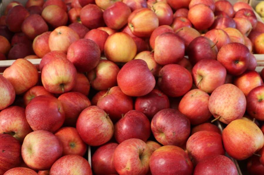 Al via la stagione di raccolta delle mele. L’Italia, con 2,2 mln di tonnellate, è il secondo produttore in Europa dopo la Polonia