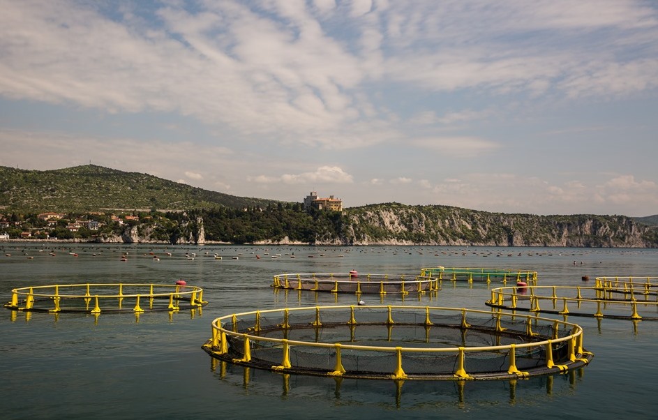 Alimentarsi con il pesce, acquacoltura e Made in Italy, Api: le produzioni ittiche nazionali sono di qualità superiore