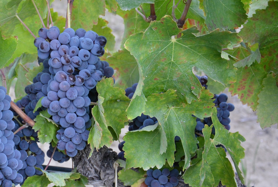 Innovazione varietale in viticoltura, l’impiego di vitigni di ultima generazione resistenti alle malattie. Un convegno a Firenze