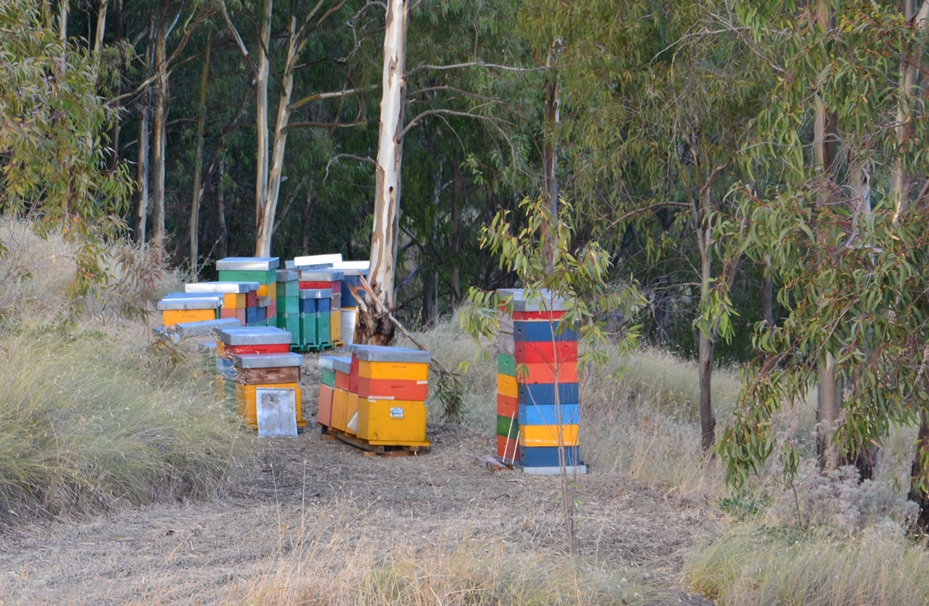 Apicoltura, miele e tutela della biodiversità: appello del Fai per la salvaguardia e protezione dell’ape italiana