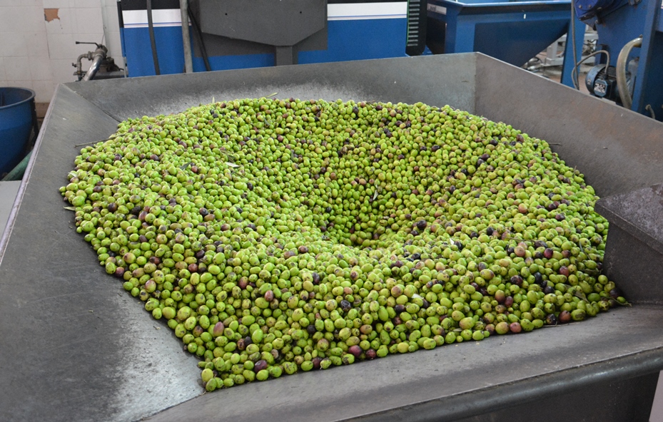 L’olivicoltura biologica intensiva, un’opportunità per la competitività dell’olio extravergine d’oliva italiano. Cia al Sana
