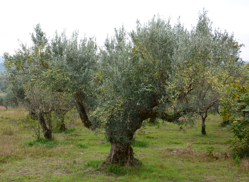 Camminata tra gli olivi, appuntamento in tutta Italia per domenica 28 ottobre. Nell’anno dedicato al Cibo Italiano