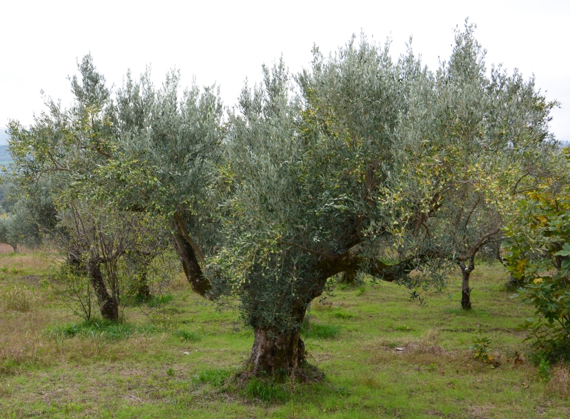 Agia-Cia: incentivare cooperazione e strumenti di gestione del rischio in agricoltura. Conferenza europea a Cesena