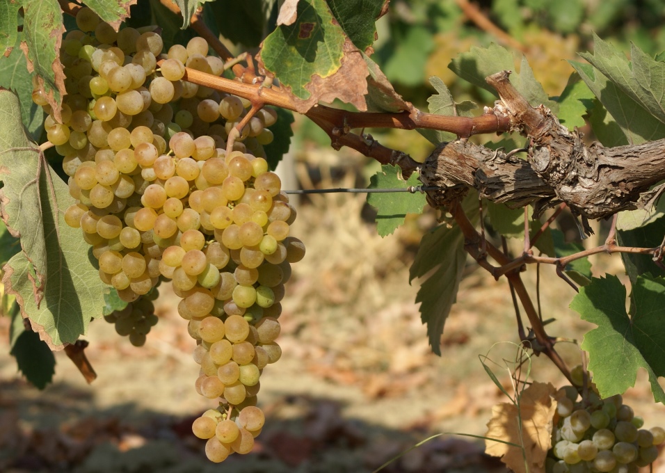 Vini, il Veneto nel 2018 ai vertici della classifica nazionale per produzione di uve, imbottigliamento e capacità di esportazione