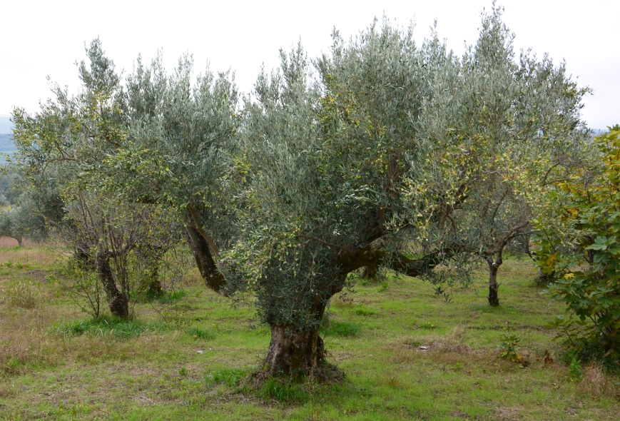 Camminata tra gli olivi: un passo dopo l’altro, alla scoperta di piante secolari e di un mondo antico. Domenica 28 ottobre