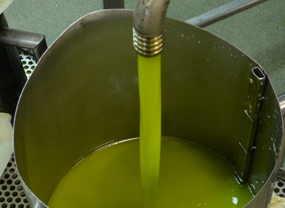 Olivicoltura italiana, Confagricoltura: valorizzare la qualità dell’olio di oliva nazionale ed educare al consumo di olio