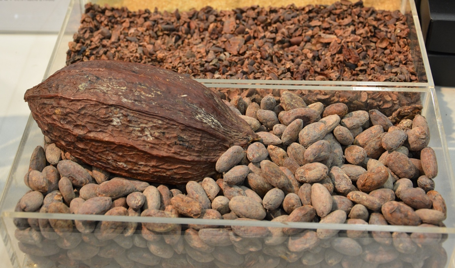 Il Cacao, convegno a Firenze nella sede dell’Accademia dei Georgofili. Tra i temi: Nutraceutica e Alimentazione