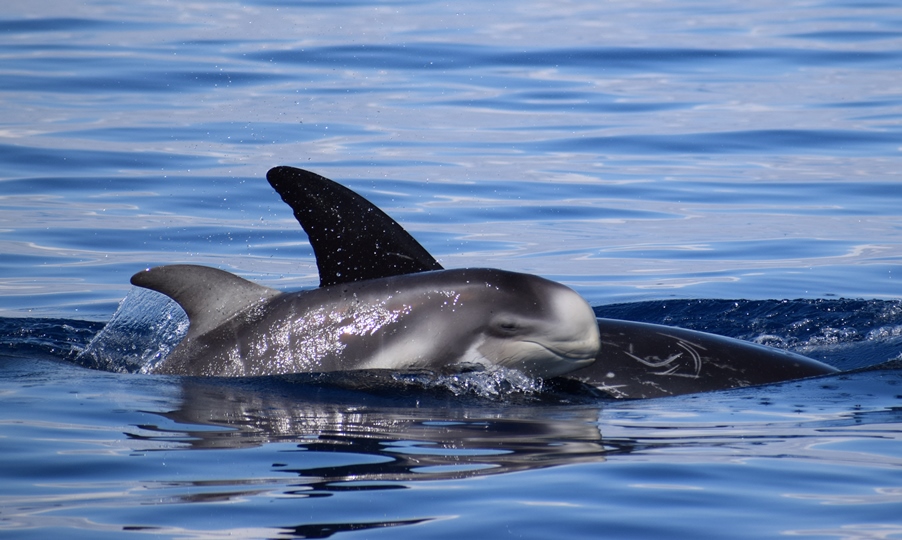 Il Grampo nel Mar Ionio settentrionale, ricerca del Cnr per la tutela e la conservazione dei cetacei nel Mediterraneo