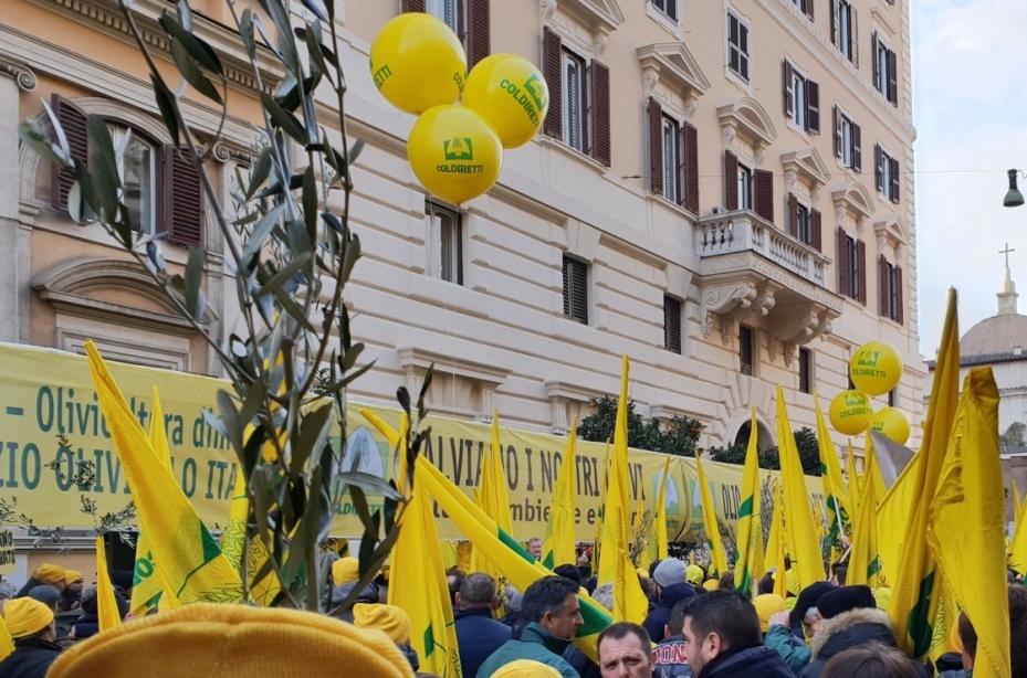 Olio extravergine di oliva, gli agricoltori Coldiretti a Roma: crollo della produzione nazionale e aumento degli arrivi dall’estero