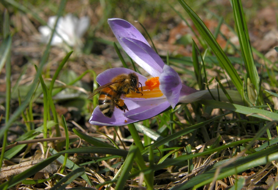 Giornata Mondiale dell’Ape Italiana il 20 maggio. Tutelare un patrimonio prezioso della biodiversità del Belpaese