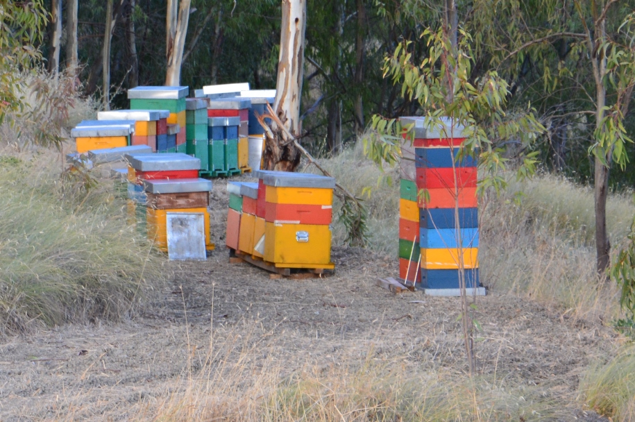 Regione Lombardia, si è riunito il primo Tavolo dedicato all’apicoltura. Obiettivo: una legge dedicata al settore
