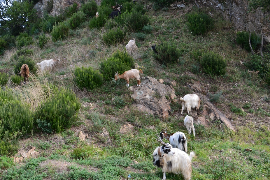 Riassetto del settore ovicaprino, Confagricoltura chiede impegno per la tracciabilità e per la trasparenza della filiera