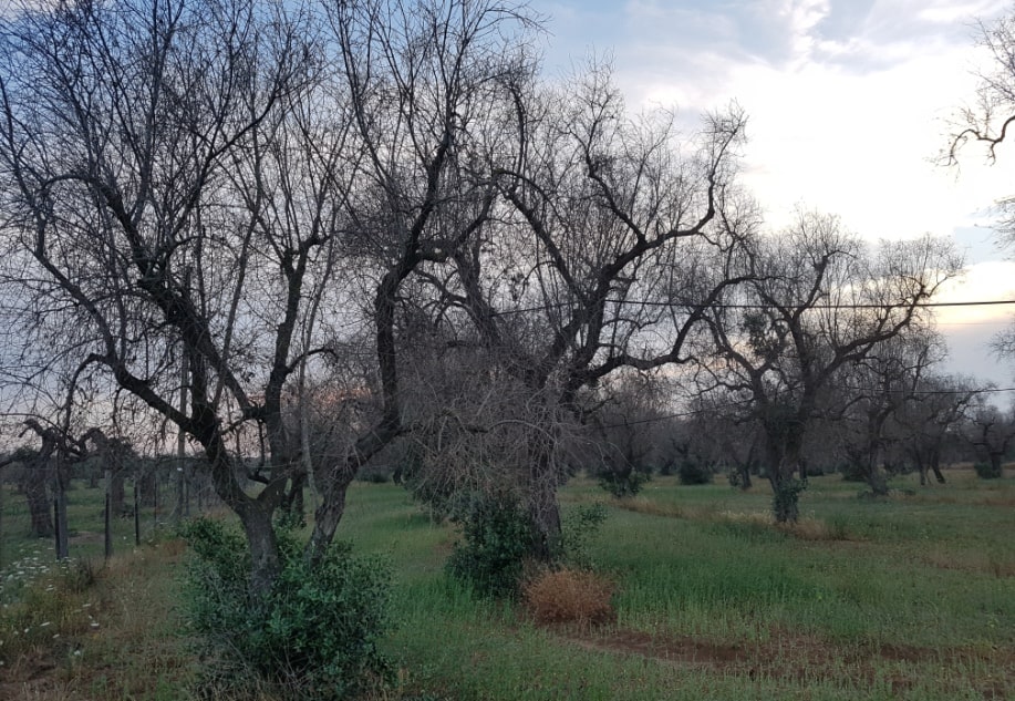 Xylella e danni all’olivicoltura, Coldiretti: occorre agire con tempestività per evitare l’estendersi della contaminazione