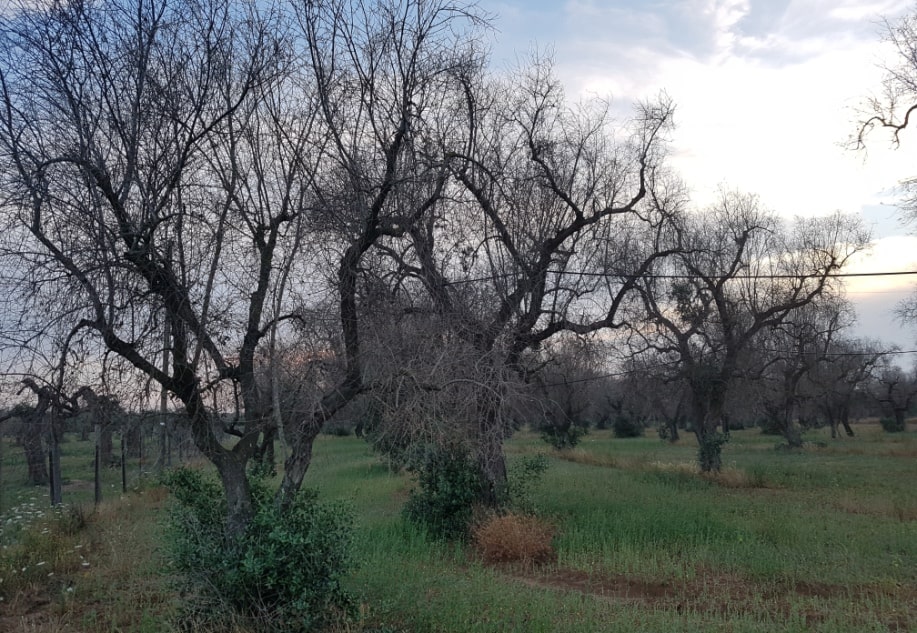 Cia, Festa dell’agricoltura in Liguria: Florovivaisti Italiani a confronto su Xylella e nuove fitopatie. Roadshow in settembre