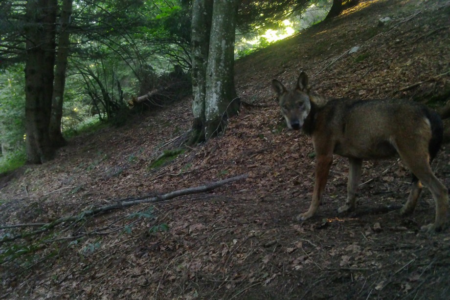 Progetto sperimentale per la gestione proattiva del lupo nel territorio del Veneto attraverso catture e telemetria satellitare