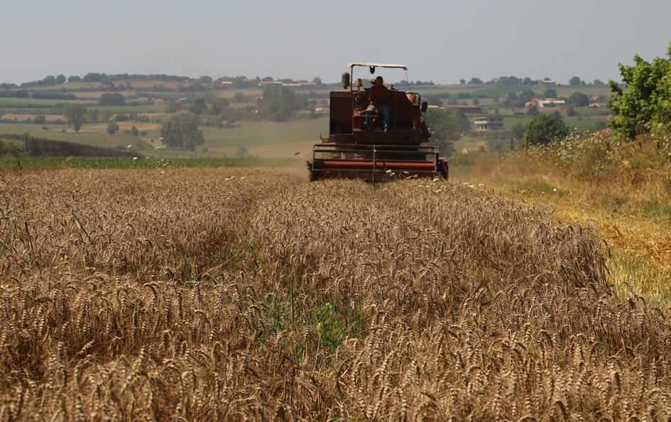 Coldiretti Lombardia: raddoppiano i costi per la produzione del grano per effetto dei rincari di oltre il 50% per il gasolio