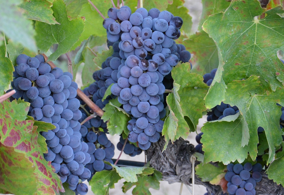 Vendemmia 2019, Confagricoltura: la qualità dell’uva è ottima e foriera di una produzione di vini potenzialmente eccellenti