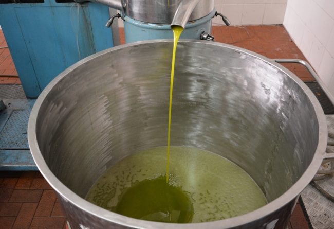 Olio d’oliva, Cia: nel Sud Italia un’annata di produzione straordinaria. In testa Puglia, Calabria, Sicilia e Sardegna