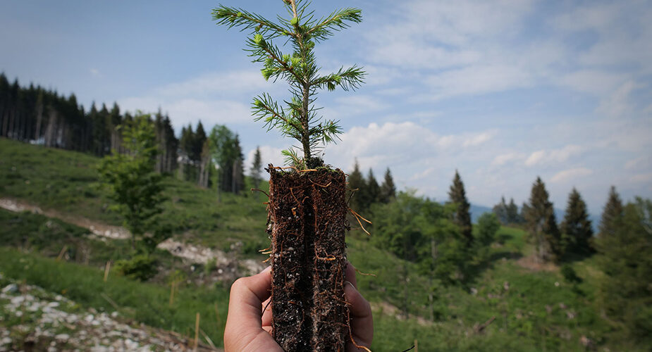 Asiago Dop per l’ambiente: adottati 1000 nuovi alberi per la riforestazione di una zona boschiva dell’Altopiano
