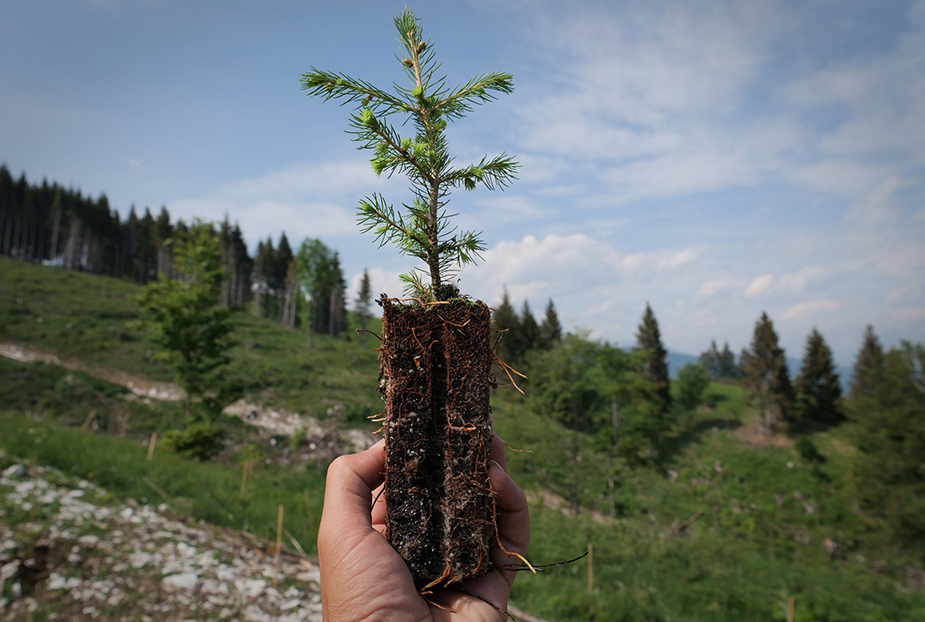 Asiago Dop per l’ambiente: adottati 1000 nuovi alberi per la riforestazione di una zona boschiva dell’Altopiano