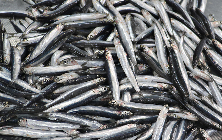 Un opuscolo a colori di Local Genius (collana Gocce) sul “pesce povero” del Basso Tirreno calabrese