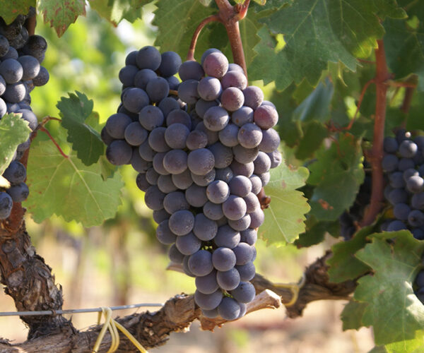 Copagri: al Vinitaly 2024 attenzione concentrata sui vigneti e vini biologici. Spazio espositivo nel Padiglione 7 di Veronafiere
