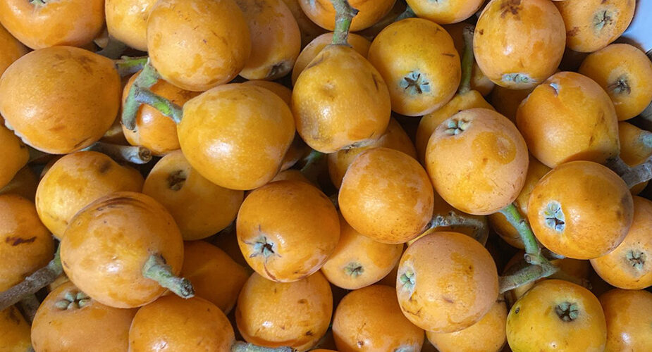 Frutti delicati e gustosi, il <strong>Mago della Frutta</strong> propone anche le Nespole diventate tanto rare quanto ricercate