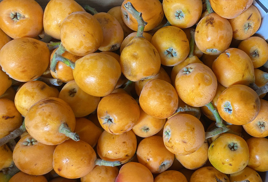 Frutti delicati e gustosi, il <strong>Mago della Frutta</strong> propone anche le Nespole diventate tanto rare quanto ricercate