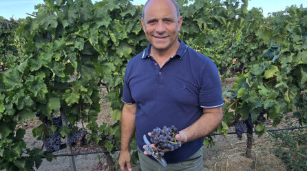 La vendemmia a Cirò Marina e le Cantine Zito in un lungo servizio televisvo andato in onda su LaC: il Pecorello