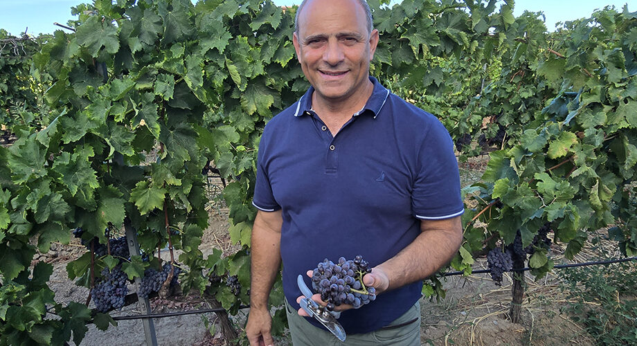 La vendemmia a Cirò Marina e le Cantine Zito in un lungo servizio televisvo andato in onda su LaC: il Pecorello