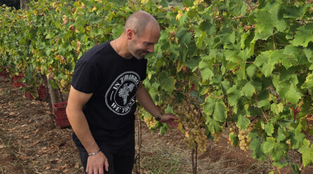 Giovanni Benvenuto e la vendemmia dello Zibibbo a Francavilla Angitola: speciale tv che racconta di un sogno realizzato