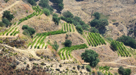 La Calabria agricola punta sull’innovazione: bando della Regione con una dotazione finanziaria di 3 milioni di euro