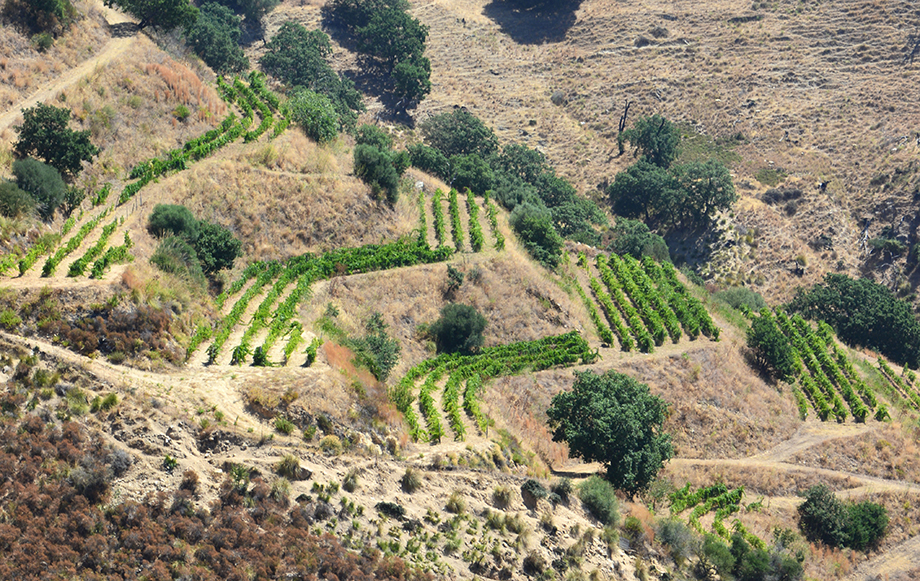 La Calabria agricola punta sull’innovazione: bando della Regione con una dotazione finanziaria di 3 milioni di euro