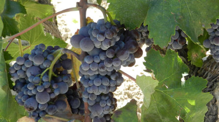 Enotria prima della Magna Grecia! Quando si parla di vino, cibo, agroalimentare e Dieta Mediterranea il riferimento agli Enotri è basilare