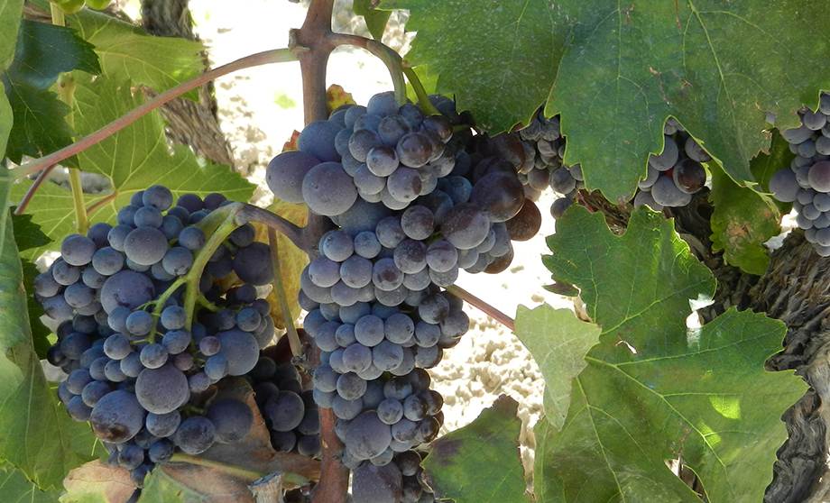 Enotria prima della Magna Grecia! Quando si parla di vino, cibo, agroalimentare e Dieta Mediterranea il riferimento agli Enotri è basilare
